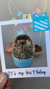 HUFFY BIRTHDAY: Hedgehog Birthday Box. Birthday gifts and props.