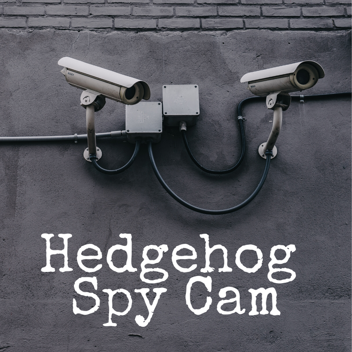 Hedgehog Spy Cam!