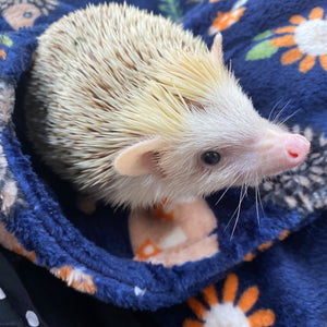 Navy hedgehogs cuddle fleece handling blankets for small pets. Fleece lap blankets.