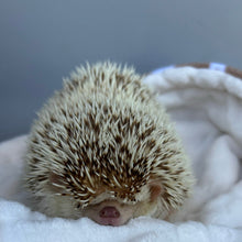 Load image into Gallery viewer, Beige stars fleece and cream bubble fleece handling blankets for small pets.