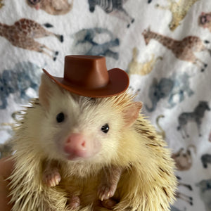 Cowboy or safari hat for photo props. Hedgehog photo prop hat.