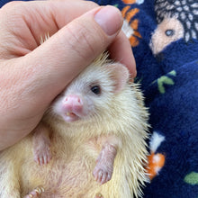 Load image into Gallery viewer, Navy hedgehogs cuddle fleece handling blankets for small pets. Fleece lap blankets.