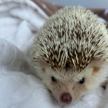 Load image into Gallery viewer, Beige stars fleece and cream bubble fleece handling blankets for small pets.