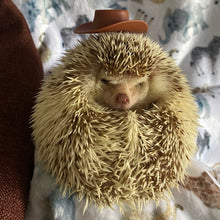Load image into Gallery viewer, Cowboy or safari hat for photo props. Hedgehog photo prop hat.