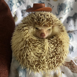 Cowboy or safari hat for photo props. Hedgehog photo prop hat.