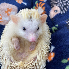Load image into Gallery viewer, Navy hedgehogs cuddle fleece handling blankets for small pets. Fleece lap blankets.