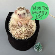 Load image into Gallery viewer, DECEMBER: Hedgemas Box. Release date end of November.