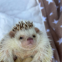 Load image into Gallery viewer, Beige stars fleece and cream bubble fleece handling blankets for small pets.