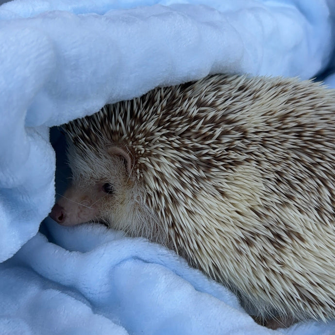 Outer space fleece bubble fleece handling blankets for small pets.