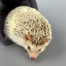 Load image into Gallery viewer, Little daisy stay open tunnel. Padded fleece tunnel. Padded tunnel