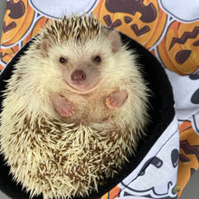 Load image into Gallery viewer, Pumpkin and skulls Halloween full cage set. Corner house, snuggle sack, tunnel set