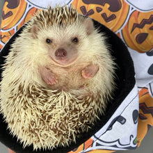 Load image into Gallery viewer, Pumpkin and skulls Halloween mini set. Tunnel, snuggle sack and toys.
