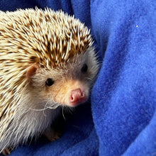 Load image into Gallery viewer, Hot air balloon cuddle cup. Pet sofa. Hedgehog and small guinea pig bed. Small pet beds. Fleece sofa bed.