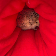 Load image into Gallery viewer, Christmas gingerbread man bunker. Hedgehog and guinea pig bed. Padded fleece lined house.