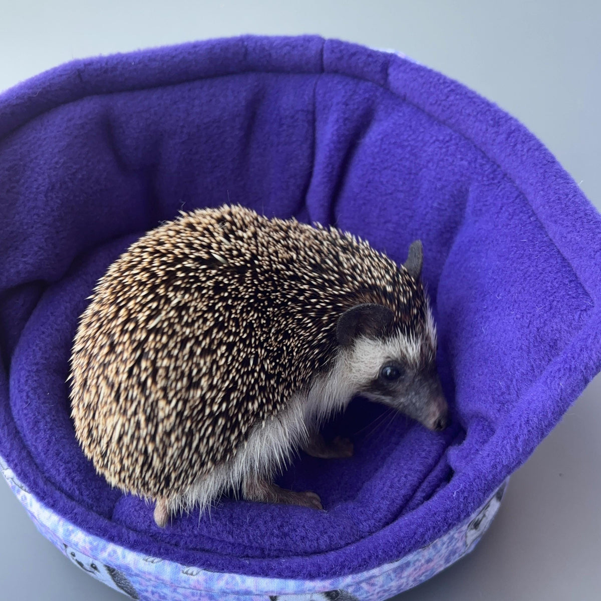 Happy Quills cuddle cup. Pet sofa. Hedgehog sofa. Small pet beds. Flee ...