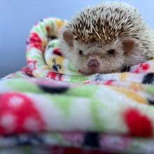 Load image into Gallery viewer, Ladybird cuddle fleece handling blankets for small pets like hedgehogs, guinea pigs, rats, etc. Fleece lap blankets.