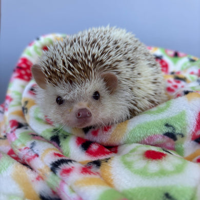 Ladybird cuddle fleece handling blankets for small pets like hedgehogs, guinea pigs, rats, etc. Fleece lap blankets.
