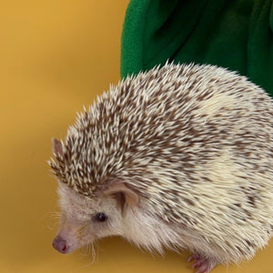 Clouds and bunting stay open tunnel. Padded fleece tunnel for hedgehogs, rats and small pets.