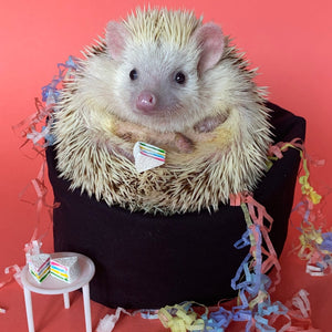 Mini bean bag photo prop. Hedgehog bean bag.