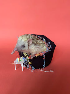 hedgehog sitting on a mini bean bag with cake