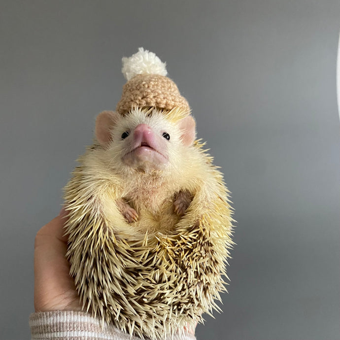 Crochet winter hat for photo props. Mini bobble hat for holiday photos.