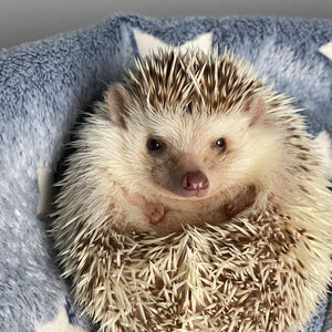 Glow in the dark stars cuddle fleece handling blankets for hedgehogs and small pets.
