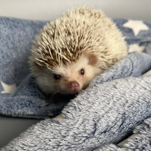 Glow in the dark stars cuddle fleece handling blankets for hedgehogs and small pets.