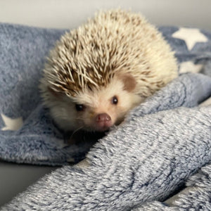 Glow in the dark stars cuddle fleece handling blankets for hedgehogs and small pets.