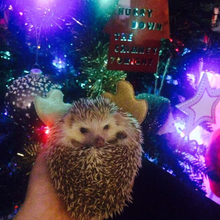 Load image into Gallery viewer, Christmas surprise bundle. Christmas Bundle! Lucky Dip! Mystery Box!