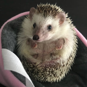 Fleece padded bonding bag, carry bag for hedgehogs. Fleece lined.