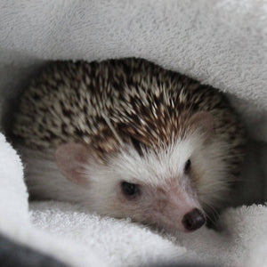 Hedgehog bath sack. Post bath drying pouch for pygmy hedgehog, guinea pig, rat and small animals.