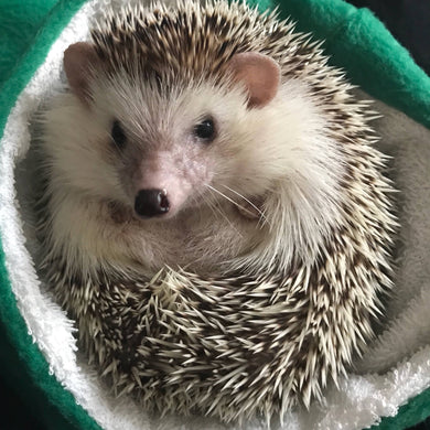 Hedgehog bath sack. Post bath drying pouch for pygmy hedgehog, guinea pig, rat and small animals.