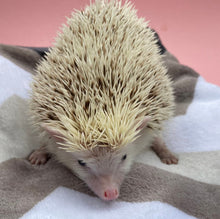 Load image into Gallery viewer, Zig Zag cuddle fleece snuggle sack, sleeping bag for hedgehogs and small pets.