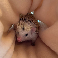 Load image into Gallery viewer, Blue Kite Hedgehog stay open tunnel. Padded tunnel for hedgehogs, rats and small pets.