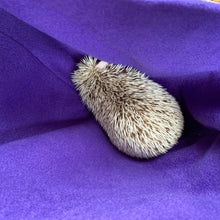 Load image into Gallery viewer, Halloween animals bonding scarf for hedgehogs and small pets. Bonding pouch.
