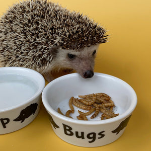 Ceramic hedgehog treat bowl. Bugs bowl for small pets. White hedgehog bugs bowl.