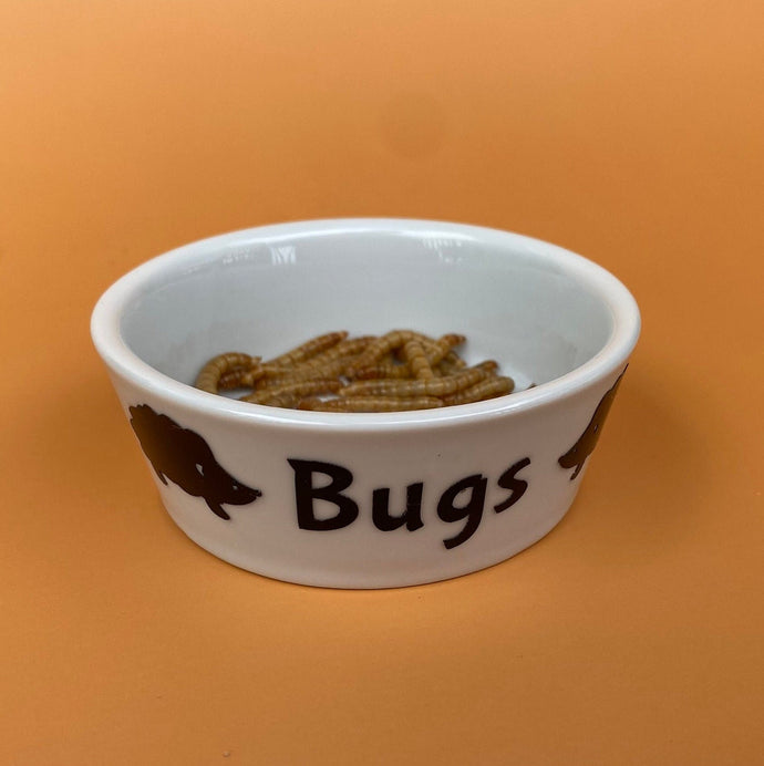 Ceramic hedgehog treat bowl. Bugs bowl for small pets. White hedgehog bugs bowl.