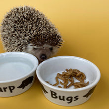 Load image into Gallery viewer, Ceramic hedgehog water bowl. Slurp bowl for small pets. White hedgehog water bowl.