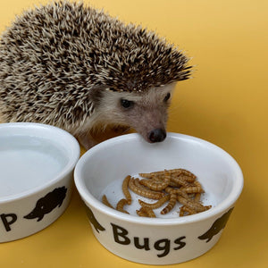 Ceramic hedgehog food, water and treat bowls. Hedgehog noms, slurp and bugs bowl