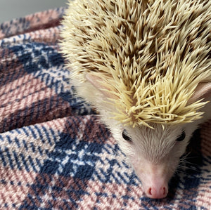 Brown tartan cuddle fleece handling blankets for hedgehogs and guinea pigs