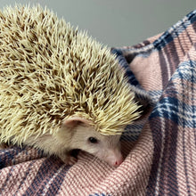 Load image into Gallery viewer, Brown tartan cuddle fleece handling blankets for hedgehogs and guinea pigs