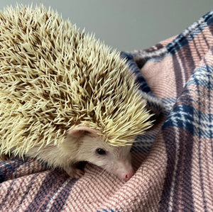 Brown tartan cuddle fleece handling blankets for hedgehogs and guinea pigs