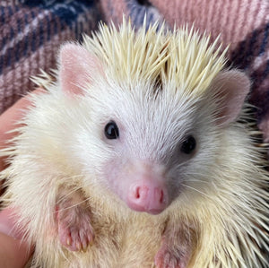 Brown tartan cuddle fleece handling blankets for hedgehogs and guinea pigs