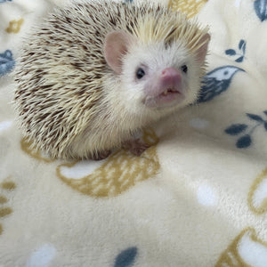 Hedgehogs cuddle fleece handling blankets for small pets. Fleece lap blankets.