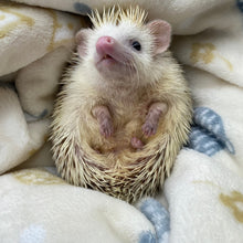 Load image into Gallery viewer, Hedgehogs cuddle fleece handling blankets for small pets. Fleece lap blankets.