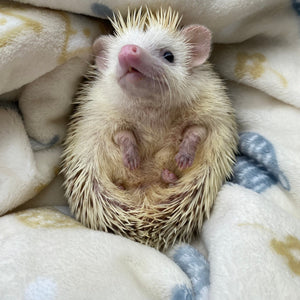 Hedgehogs cuddle fleece handling blankets for small pets. Fleece lap blankets.