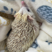 Load image into Gallery viewer, Hedgehogs cuddle fleece handling blankets for small pets. Fleece lap blankets.