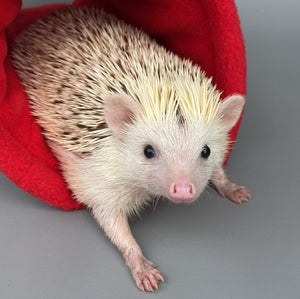 Cream Hedgehogs with Mushroom Hats stay open tunnel. Padded fleece tunnel. Tube for hedgehogs, rats and small pets. Small pet cosy tunnel.