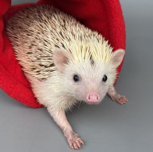 LARGE Cream Hedgehogs with Mushroom Hats full cage set. Large cosy house, snuggle sack, tunnel set for hedgehog or guinea pigs.