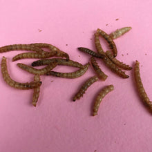 Load image into Gallery viewer, Dry meal worms. African pygmy hedgehog treats. Hedgehog treat.